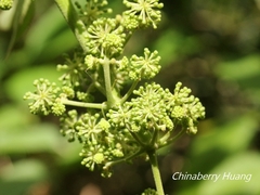 Aralia cordata