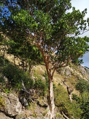 Pimenta racemosa