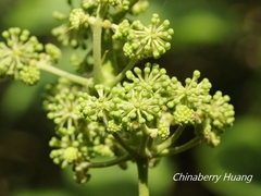 Aralia cordata