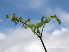 Aralia cordata