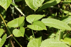 Aralia cordata