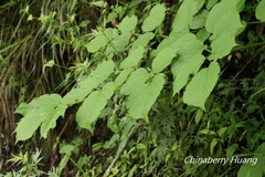 Aralia cordata