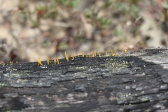 Calocera sinensis
