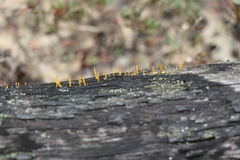 Calocera sinensis