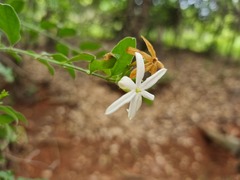 Jasminum stenolobum