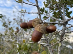Quercus coccifera