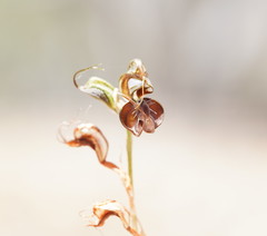 Pterostylis cheraphila