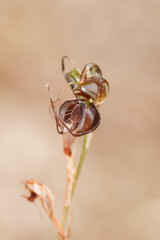 Pterostylis cheraphila