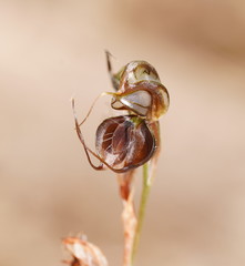 Pterostylis cheraphila