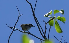 Camaroptera brachyura