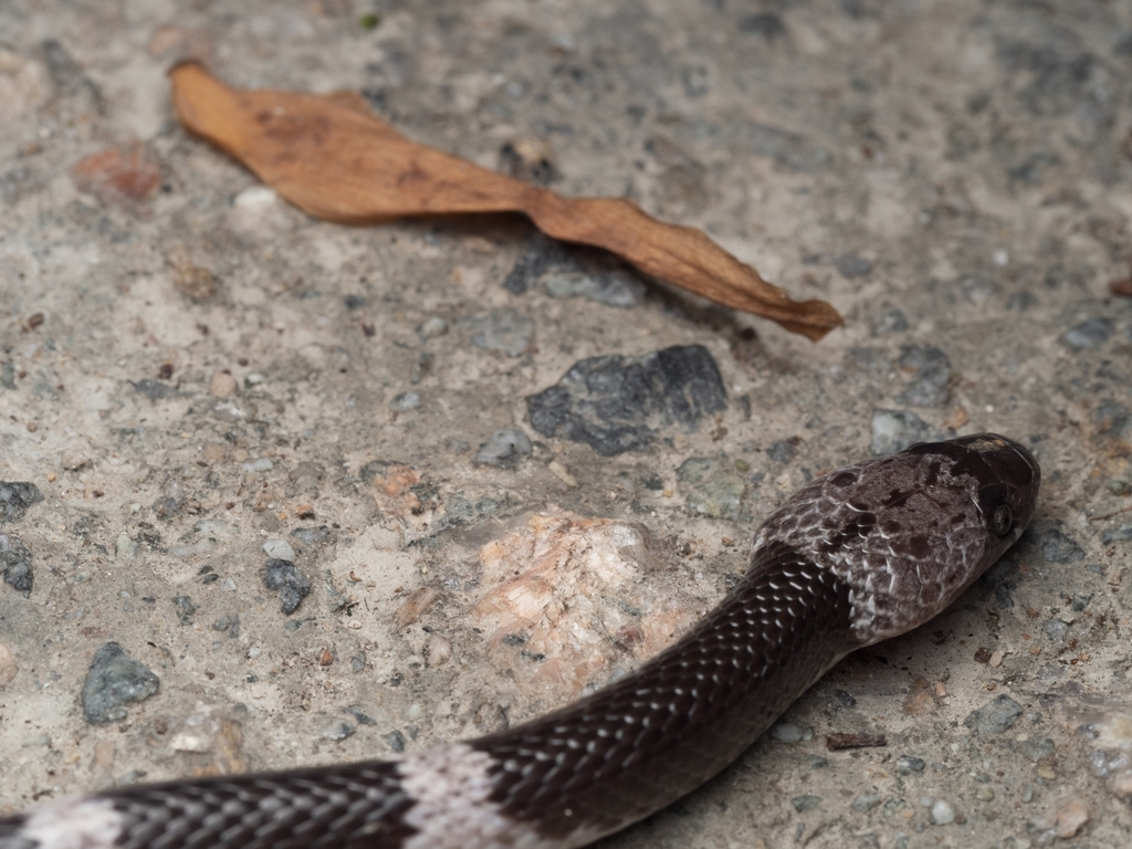 Futsing Wolf Snake