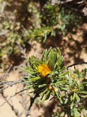 Pultenaea canaliculata