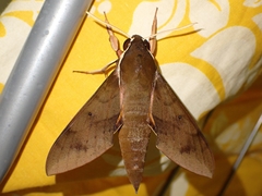 Gnathothlibus salesnei