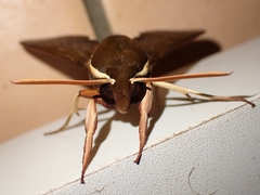 Gnathothlibus salesnei