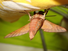 Gnathothlibus salesnei