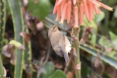 Phylloscopus collybita