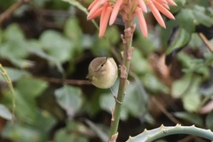 Phylloscopus collybita