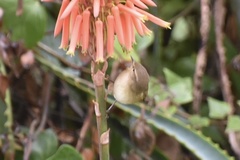 Phylloscopus collybita