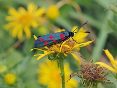 Zygaena dorycnii