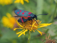 Zygaena dorycnii