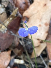 Comesperma sphaerocarpum