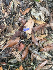 Comesperma sphaerocarpum