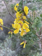 Hippocrepis emerus emeroides