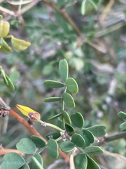 Hippocrepis emerus emeroides
