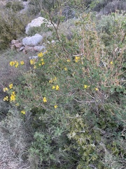 Hippocrepis emerus emeroides