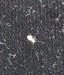 Insecta