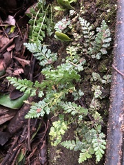 Asplenium pekinense
