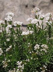 Asperula hirta