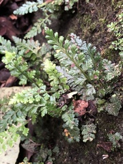 Asplenium pekinense