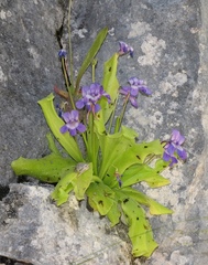 Pinguicula longifolia