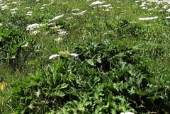 Heracleum sphondylium pyrenaicum