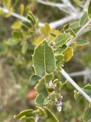 Quercus coccifera
