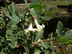 Lonicera pyrenaica