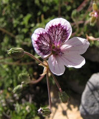 Erodium glandulosum