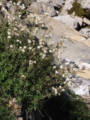 Potentilla alchimilloides