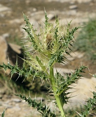 Cirsium glabrum