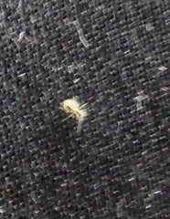 Insecta