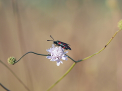 Zygaena dorycnii