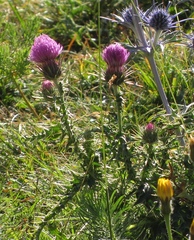 Carduus defloratus carlinifolius