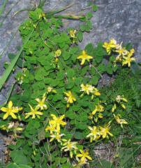 Hypericum nummularium