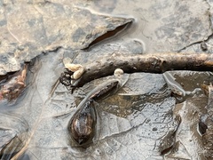 Schizophyllum amplum