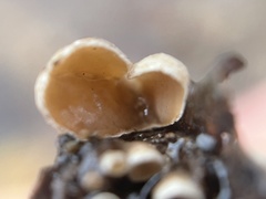 Schizophyllum amplum