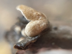 Schizophyllum amplum