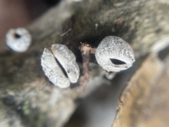Schizophyllum amplum