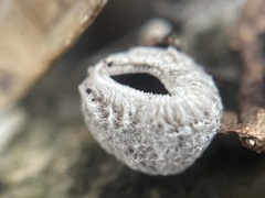 Schizophyllum amplum