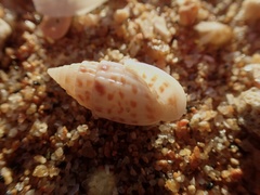 Otopleura auriscati